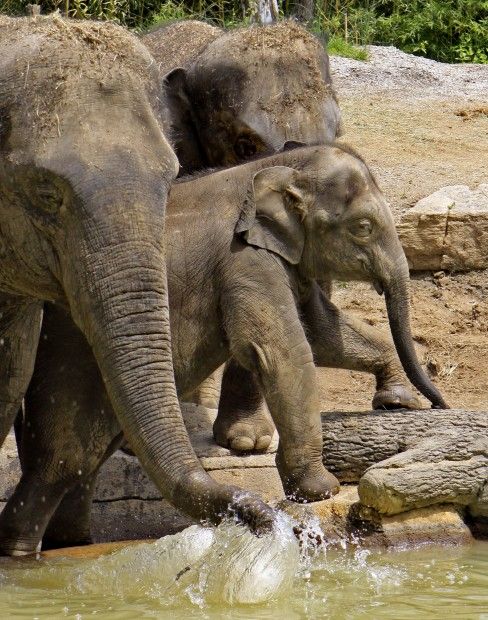 Priya makes her St. Louis debut